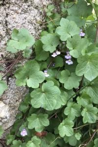 <i>Cymbalaria muralis</i>