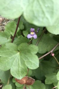 <i>Cymbalaria muralis</i>