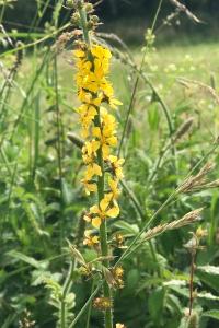 <i>Agrimonia eupatoria</i>