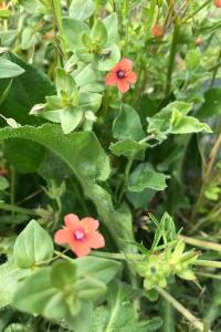 <i>Lysimachia arvensis</i>