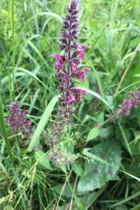 <i>Stachys sylvatica</i>