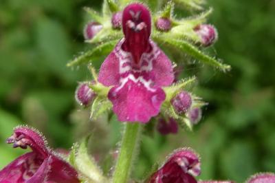 Stachys sylvatica
