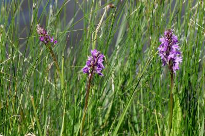 <i>Dactylorhiza elata</i>