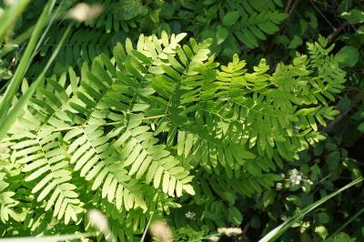 <i>Osmunda regalis</i>