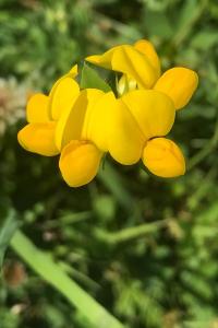 <i>Lotus corniculatus</i>