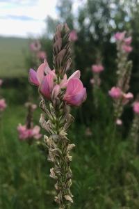 <i>Onobrychis viciifolia</i>