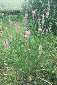 <i>Onobrychis viciifolia</i>