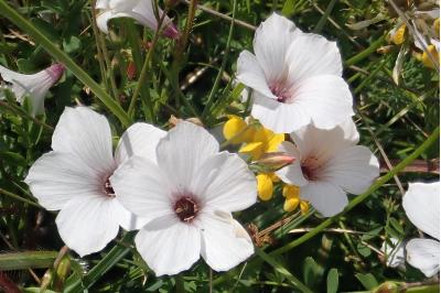 <i>Linum appressum</i>