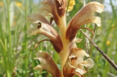 <i>Orobanche teucrii</i>