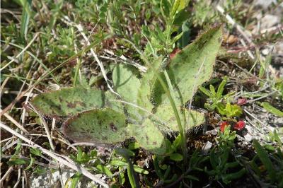 <i>Hieracium maculatum</i>