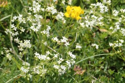 <i>Galium pumilum</i>