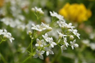 <i>Galium pumilum</i>
