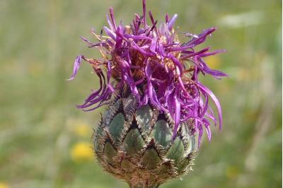 <i>Centaurea scabiosa</i>