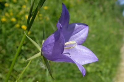 <i>Campanula persicifolia</i>