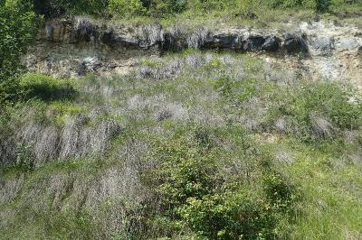 <i>Schoenus nigricans</i>