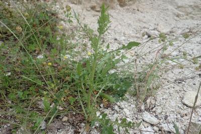 <i>Crepis foetida</i>