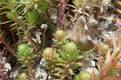 <i>Petrosedum forsterianum</i>