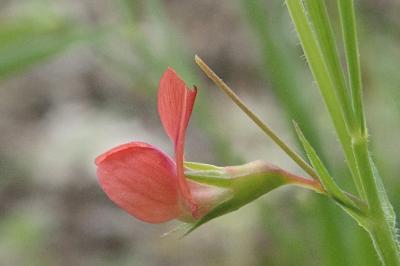<i>Lathyrus sphaericus</i>