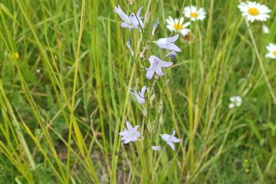 <i>Campanula rapunculus</i>
