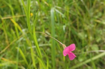 <i>Lathyrus nissolia</i>