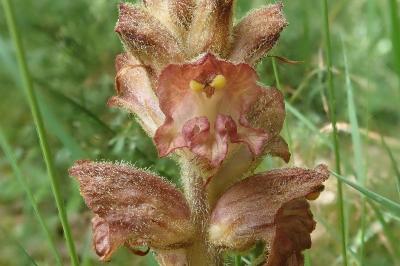 Orobanche rapum-genistae