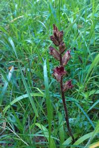<i>Orobanche gracilis</i>
