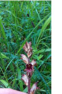<i>Orobanche gracilis</i>