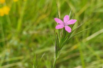 <i>Dianthus armeria</i>