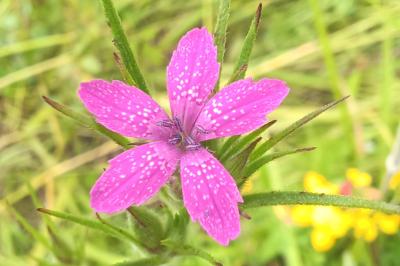 <i>Dianthus armeria</i>