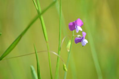 <i>Lathyrus hirsutus</i>
