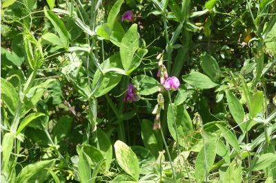 <i>Lathyrus tuberosus</i>
