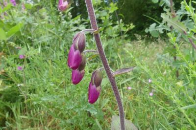 <i>Digitalis purpurea</i>