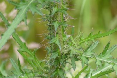 <i>Cirsium palustre</i>