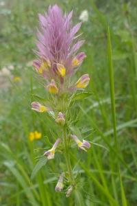 <i>Melampyrum arvense</i>