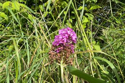 <i>Anacamptis pyramidalis</i>