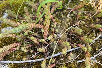 <i>Petrosedum rupestre</i>