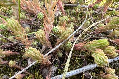 <i>Petrosedum rupestre</i>