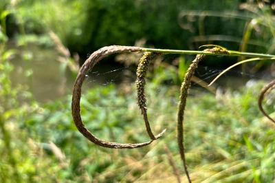 <i>Carex pendula</i>