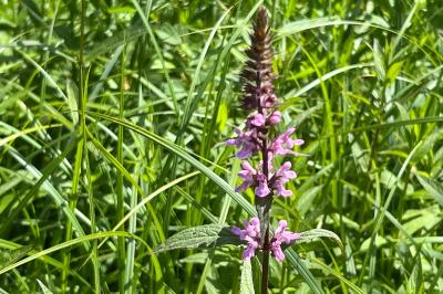 <i>Stachys palustris</i>