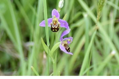 <i>Ophrys apifera</i>