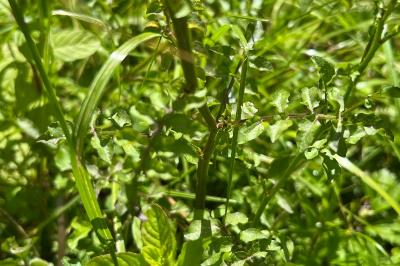 <i>Nasturtium officinale</i>