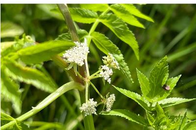 <i>Helosciadium nodiflorum</i>
