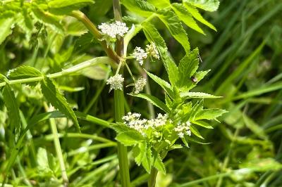 <i>Helosciadium nodiflorum</i>