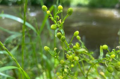 <i>Ranunculus sceleratus</i>