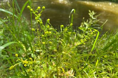 <i>Ranunculus sceleratus</i>
