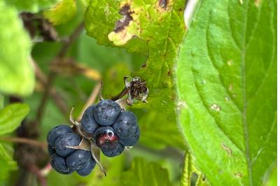 <i>Rubus caesius</i>