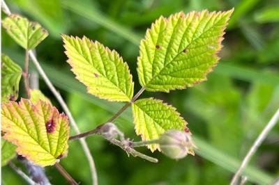 <i>Rubus caesius</i>