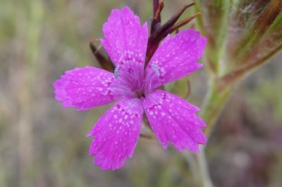 <i>Dianthus armeria</i>