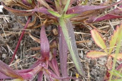 <i>Dianthus armeria</i>