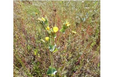 <i>Blackstonia perfoliata</i>